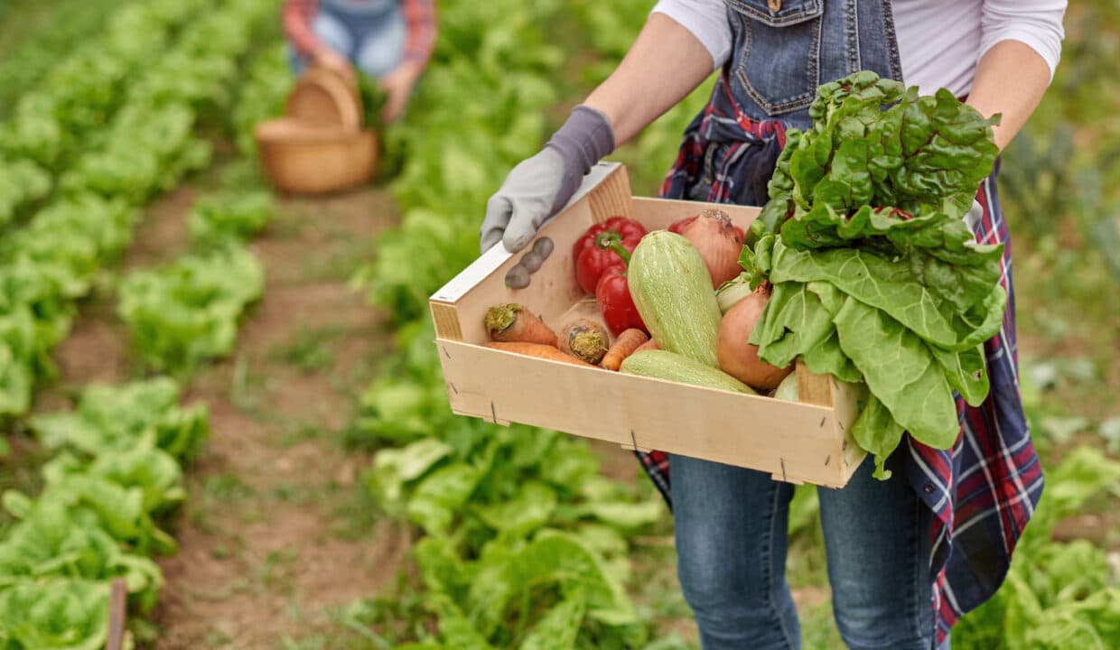 Caucasian,Farmer,Holding,A,Wooden,Box,With,Fresh,Organic,Vegetables